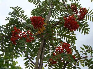 SORBUS 'Wettra' AT