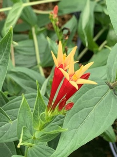 Spigelie 'Little Redhead' - SPIGELIA marilandica little Red head - Vivace