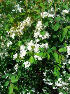 Spiraea Van Houttei (2)