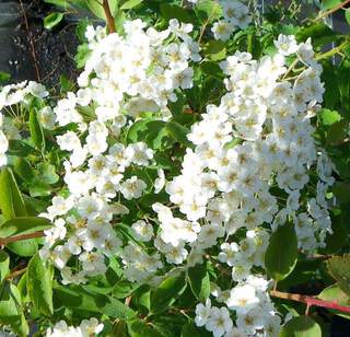 Spirée de printemps - SPIRAEA vanhouttei - Arbuste