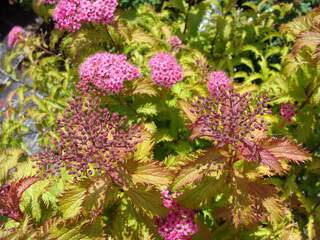 Spirée japonaise crispée - SPIRAEA japonica 'Crispa' - Arbuste