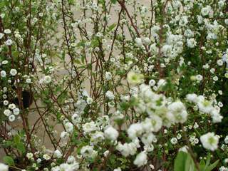 Spirée de printemps - SPIRAEA prunifolia - Arbuste