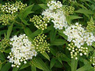 Spirée japonaise blanche - SPIRAEA japonica 'Albiflora' - Arbuste