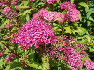 Spirée japonaise rouge - SPIRAEA japonica 'Anthony waterer' - Arbuste