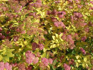 SPIREE japonica Gold flamme