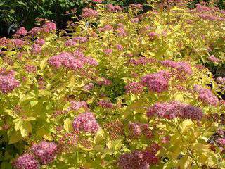 Spirée japonaise dorée naine - SPIRAEA japonica 'Golden princess' - Arbuste