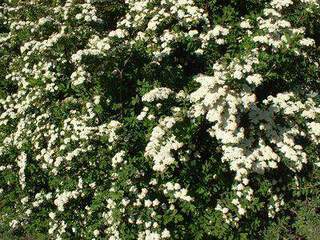 Spirée de printemps 'Snow mound' - SPIRAEA nipponica 'Snow mound' - Arbuste