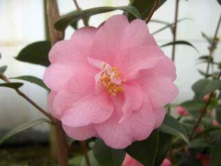 Camelia - CAMELLIA hybride 'Spring festival' - Terre de bruyère