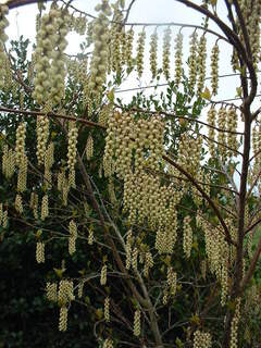 Stachyrus - STACHYRUS Praecox - Arbuste