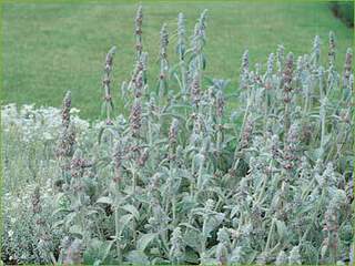 Epiaire de Byzance-Oreilles de lapin - STACHYS byzantina - Vivace