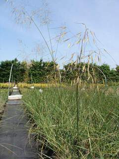 Stipa gigantea at