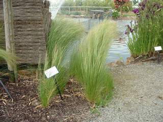 STIPA tenuifolia