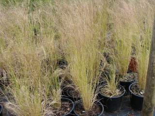 Cheveux d'ange 'Pony Tails' - STIPA tenuissima 'Pony Tails' - Graminées