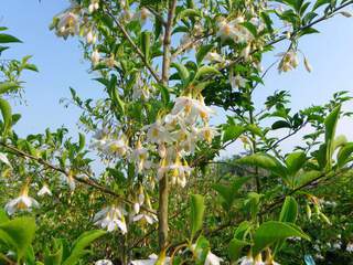 Styrax japonicus (3)