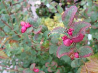 Symphorine rose - SYMPHORICARPOS 'Magic berry' - Arbuste