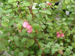 Symphorine blanche - SYMPHORICARPOS 'Mother of pearl' - Arbuste