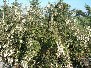 Symphorine - SYMPHORICARPOS chenaultii 'Hancock' - Arbuste