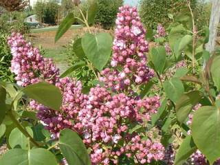 Lilas commun - SYRINGA vulgaris 'Michel Buchner' - Petit arbre