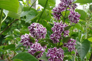 Lilas commun - SYRINGA vulgaris 'Sensation' - Petit arbre