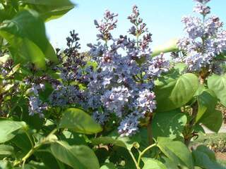 Lilas - SYRINGA vulgaris - Arbuste