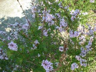 Lilas  - SYRINGA afghanica - Arbuste