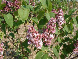 Lilas commun rose - SYRINGA vulgaris 'Belle de Nancy' - Arbuste