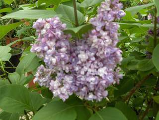 Lilas - SYRINGA vulgaris 'Catherine Hawemeyer' - Arbuste