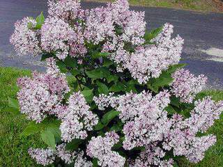 Lilas - SYRINGA patula 'Miss Kim' - Arbuste