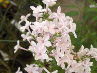 Lilas de Perse - SYRINGA persica - Arbuste