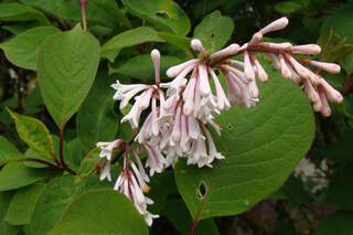 Lilas - SYRINGA tomentella - Arbuste