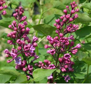 Lilas commun rouge - SYRINGA vulgaris 'Amethyst' - Arbuste