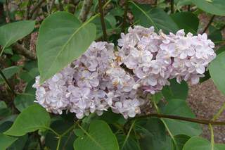 Lilas - SYRINGA vulgaris 'Louis Spath' - Arbuste