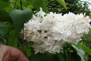 SYRINGA vulgaris 'Mme Lemoine'