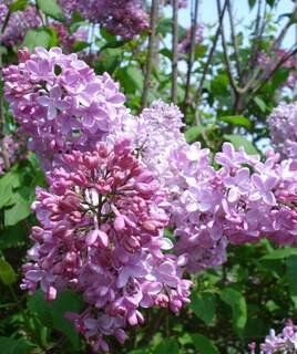 Lilas commun rouge - SYRINGA vulgaris 'Prince Wolkonsky' - Arbuste