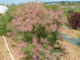 Tamaris de printemps - TAMARIX tetrandra (africana) - Arbuste