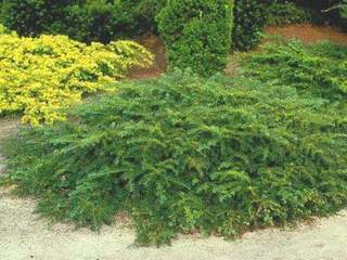 If - TAXUS baccata 'Repandens' - Conifère nain