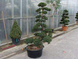 TAXUS cuspidata nuages 160-180 cm