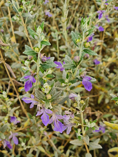 Germandrée arbustive - TEUCRIUM fructicans - Arbuste