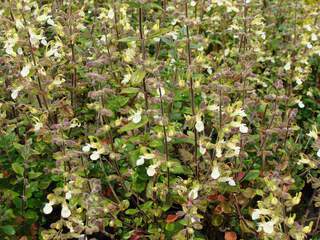 Germandrée à fleur blanche - TEUCRIUM chamaedrys 'Alba' - Arbuste