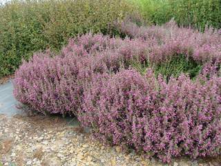 Germandrée - TEUCRIUM chamaedrys - Arbuste