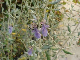 TEUCRIUM fruticans