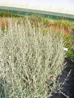 TEUCRIUM fruticans at