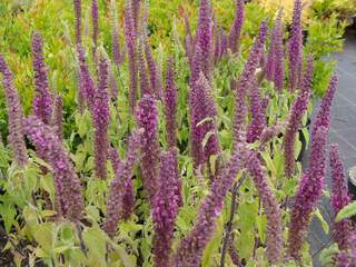 TEUCRIUM 'Paradise delight'