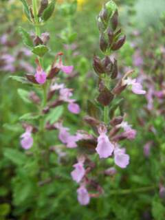 Germandrée - TEUCRIUM  trizeus - Arbuste