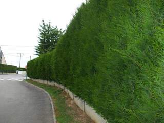 THUJA plicata 'Atrovirens' AT