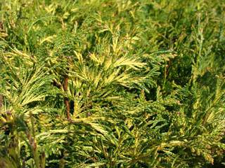 Thuja panaché, Cèdre rouge - THUYA plicata 'Zebrina' - Conifère de haie