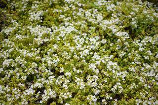 Thym praecox Albiflorus - THYMUS praecox 'Albiflorus' - Vivace