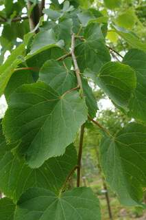 Tilleul à petites feuilles - TILIA cordata 'Greenspire' - Arbre