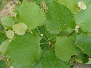 TILIA Henryana 400x300