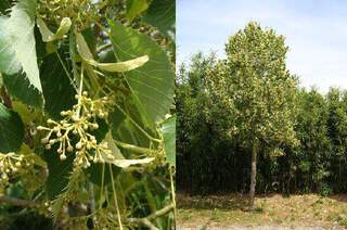 Tilleul henryana - TILIA henryana - Arbre